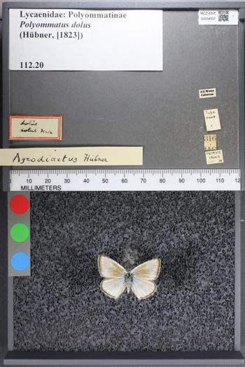 Media type: image;   Entomology 54537